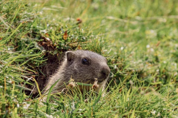 Observations des marmottes